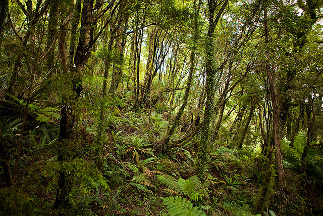 Te Tai Poutini | chasing Linnaeus